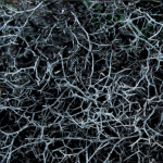 काँडाहरू बीचको जमिन