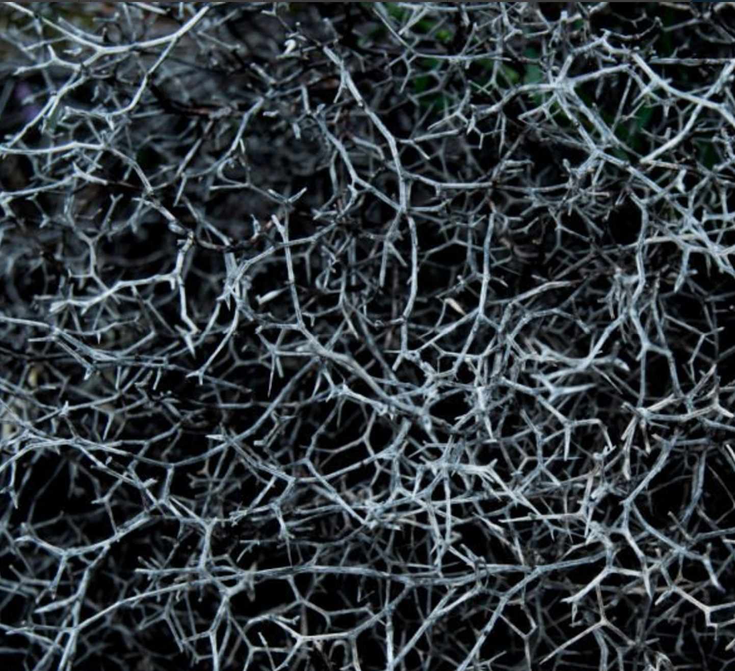 काँडाहरू बीचको जमिन