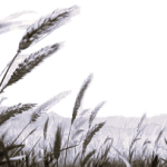 के हामी जिउन जान्दछौं?