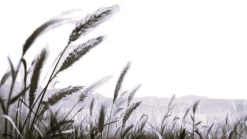 के हामी जिउन जान्दछौं?